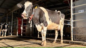 Artificial intelligence helps Aussie farmers target weeds, livestock illnesses and pests