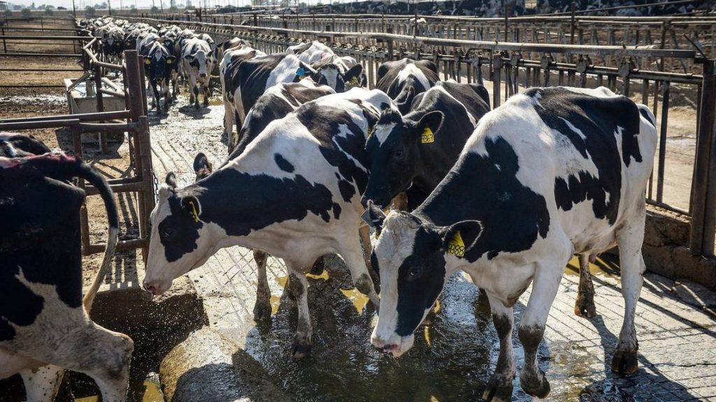 Avian flu, heat caused ‘sudden rise’ in Central California dairy cow deaths