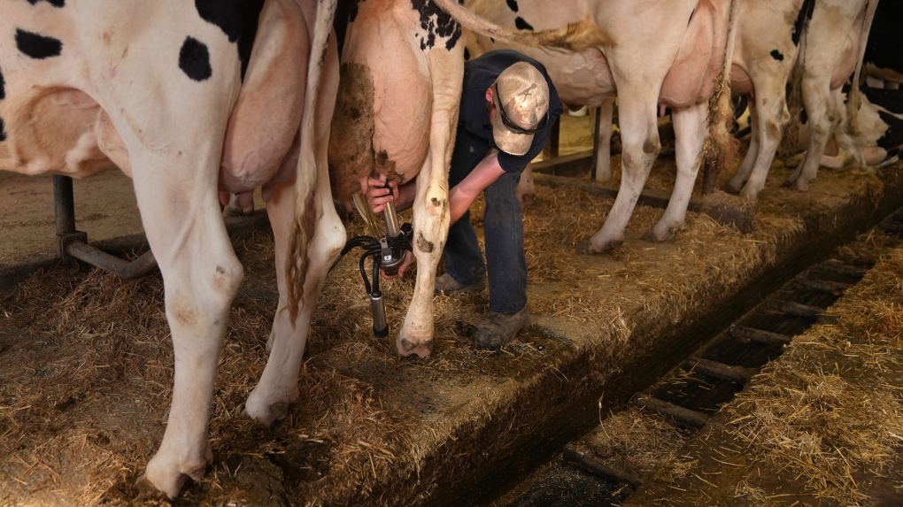 Billions of litres of Canadian milk were discarded in the last 12 years. A new study says it has a massive impact