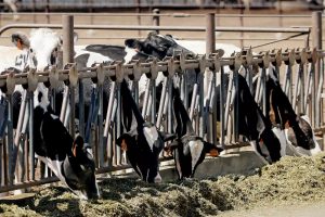 Bird flu is spreading rapidly among California dairy cows. Will milk prices rise