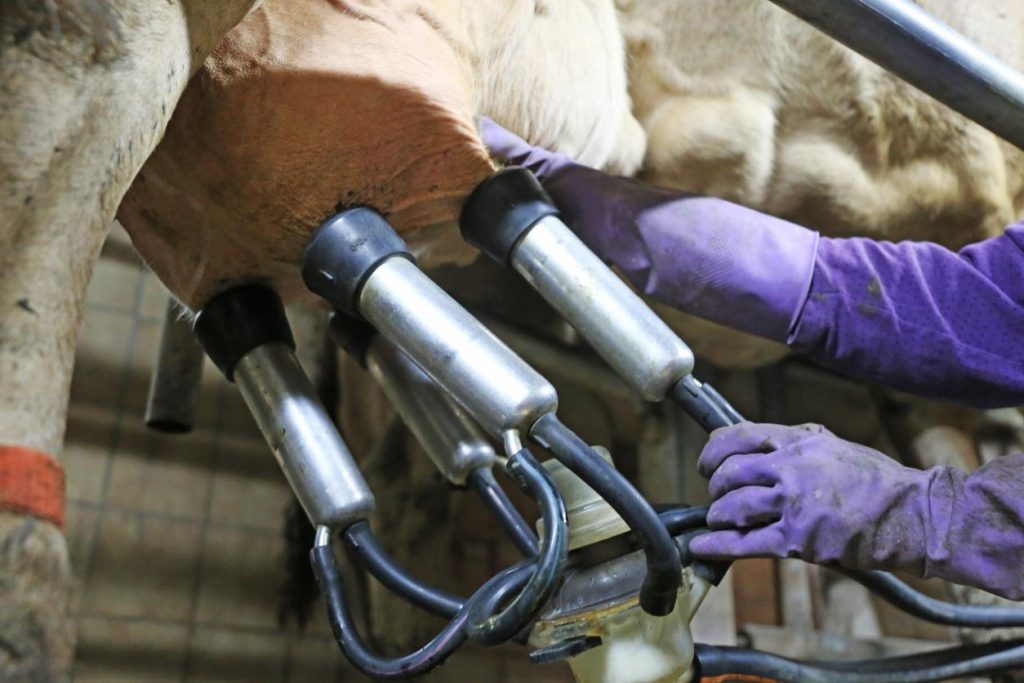 California reports likely H5N1 infection in dairy worker