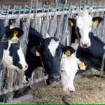 China targets European firms in anti-subsidy probe into EU dairy