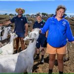 Confidence remains in dairy goat industry despite lack of representation