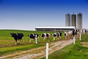 Converting Methane Emissions From Dairy Farms to Biogas Could Save More Than £400M a Year in Fuel Costs