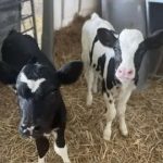 Cow has four calves in 'one-in-11 million' birth