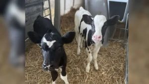 Cow has four calves in 'one-in-11 million' birth