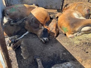 Cows dead from bird flu rot in California as heat bakes dairy farms