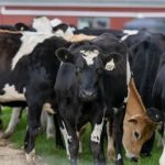 Dairy Defined Podcast Dairy Resilient in the Face of Natural Disasters, H5N1