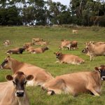 Dairy Farm Monitor finds profits up