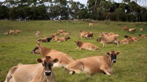 Dairy Farm Monitor finds profits up