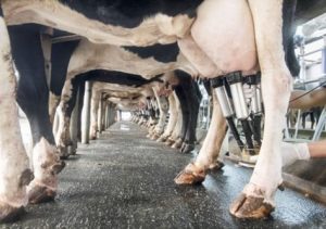 Dairy Farmers of Canada Dairy farmers taking action on antimicrobial resistance