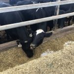 Dairy beef changes dairy management, beef market