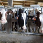 Dairy exports mark growth