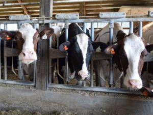 Dairy exports mark growth