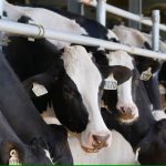 Dairy farmers turning to housed systems to produce abundance of cow's milk