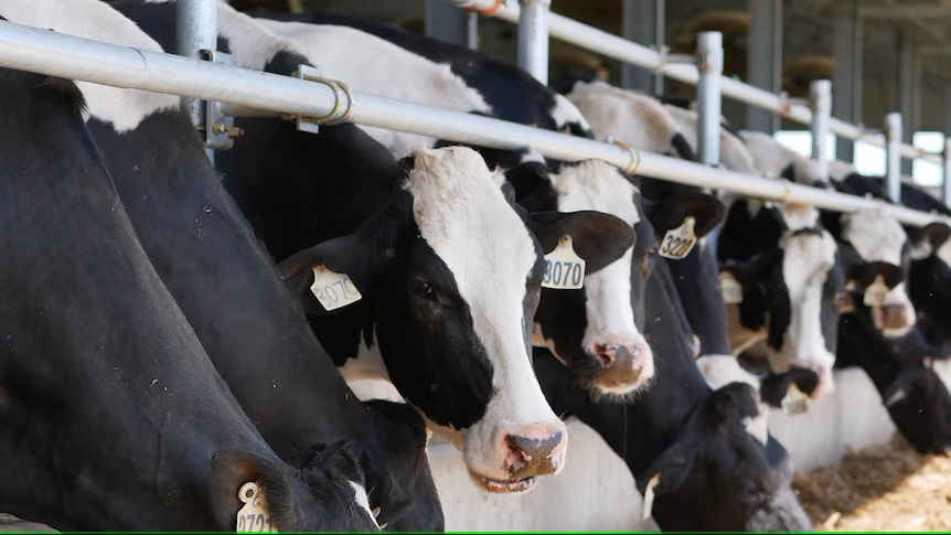 Dairy farmers turning to housed systems to produce abundance of cow's milk