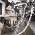 Dairy profit margins begin to improve as milk prices rise