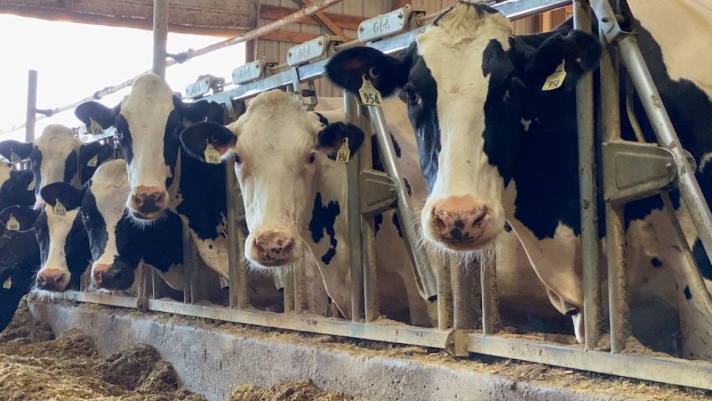 End of Farm Bill could create 'dairy cliff' in Wisconsin