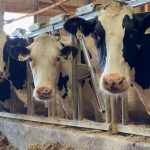 End of Farm Bill could create 'dairy cliff' in Wisconsin