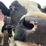 Farmers use tech to make the most of milking and other operations