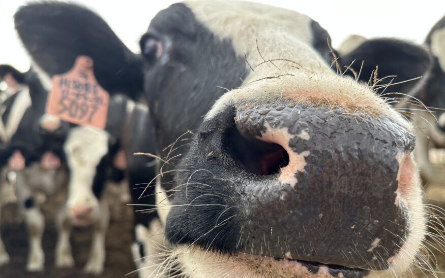 Farmers use tech to make the most of milking and other operations