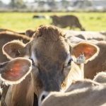 Global Dairy Trade Mark Billing calls for drought region-specific step-up