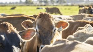 Global Dairy Trade Mark Billing calls for drought region-specific step-up