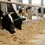 Grant Funding Available to Help PA Dairy Farms