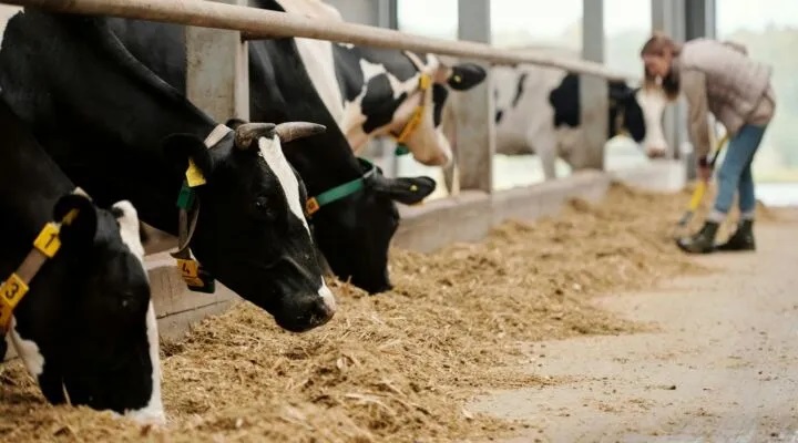 Grant Funding Available to Help PA Dairy Farms