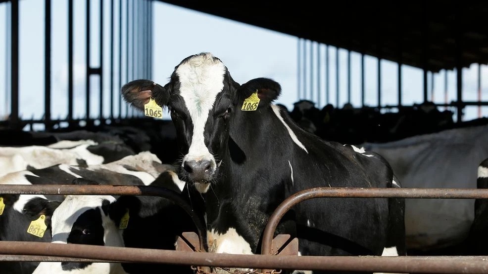 Highly Pathogenic Avian Influenza Detected in Clinton County Dairy Herd