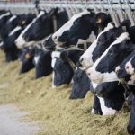 How three dairy farmers maintain high-yielding herds