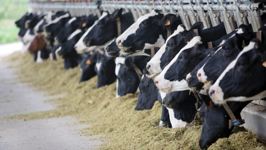 How three dairy farmers maintain high-yielding herds