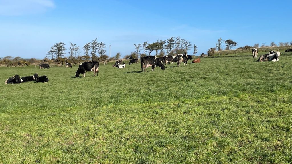 ICMSA Ridiculous eligibility rules for Dairy Beef Welfare Scheme