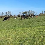 ICMSA Ridiculous eligibility rules for Dairy Beef Welfare Scheme