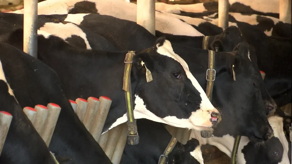 If you’re not growing, you’re going to be out’ Dairy farm adapts to changing industry