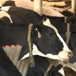 If you’re not growing, you’re going to be out’ Dairy farm adapts to changing industry