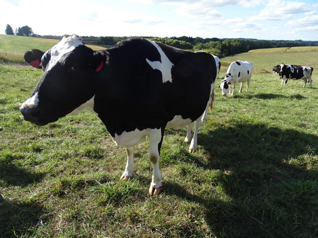 Immigrants and dairy farms an essential relationship