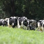 Local dairy farmers poised to benefit from lower grain prices