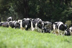 Local dairy farmers poised to benefit from lower grain prices