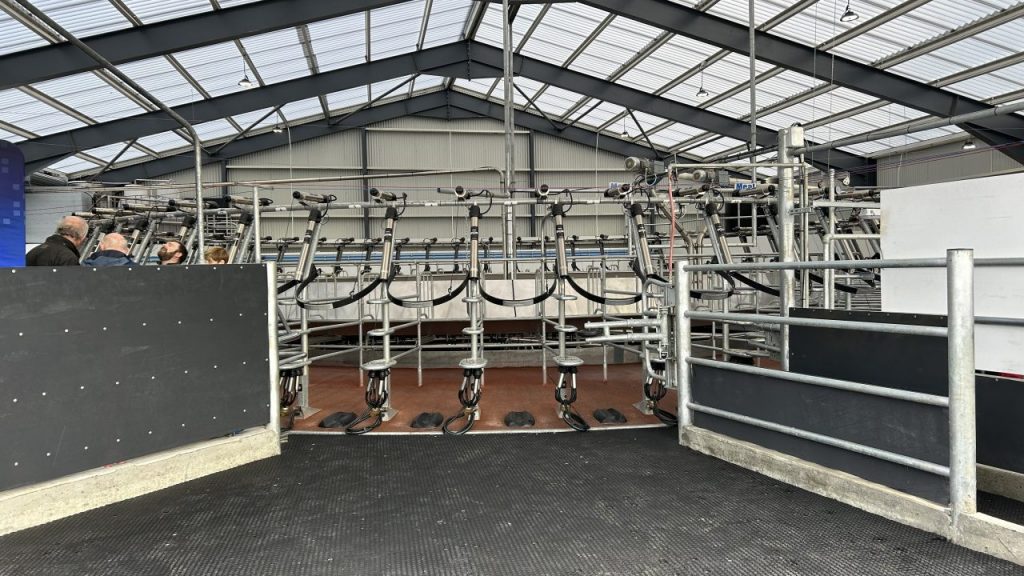 Milking 500 cows on two milking platforms