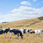 NZ escalates long-running dairy trade dispute with Canada