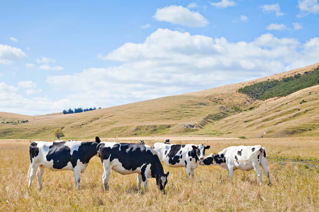 NZ escalates long-running dairy trade dispute with Canada