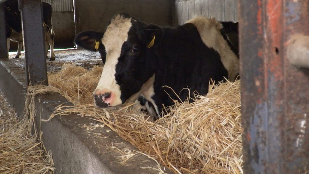 Preventing milk fever in your autumn calving herd