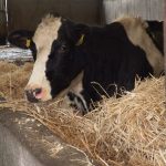 Preventing milk fever in your autumn calving herd