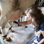 Raw milk could save Delaware’s dairy industry. But the risks can be life-threatening