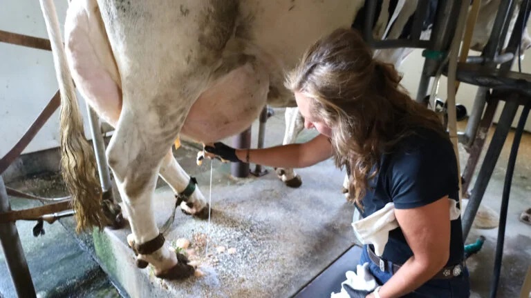 Raw milk could save Delaware’s dairy industry. But the risks can be life-threatening