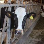 Small-dairy-farmers-needed-to-take-survey