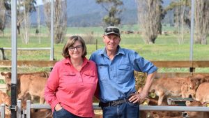 Tasmanian farmers find a way to control calf virus