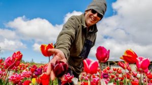 The Taranaki dairy farmer milking his tulip dream