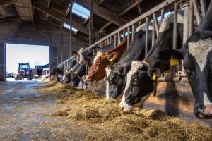 UGA partners with FDA to test U.S. dairy supplies for avian influenza